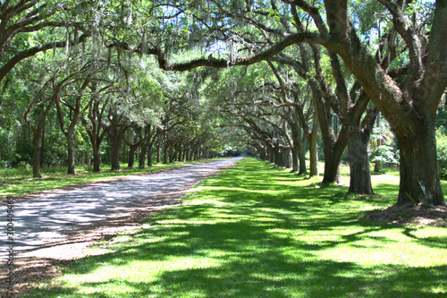 A breath taking avenue sheltered by live oaks and Spanish moss leads to the tabby ruins of Wormsloe,