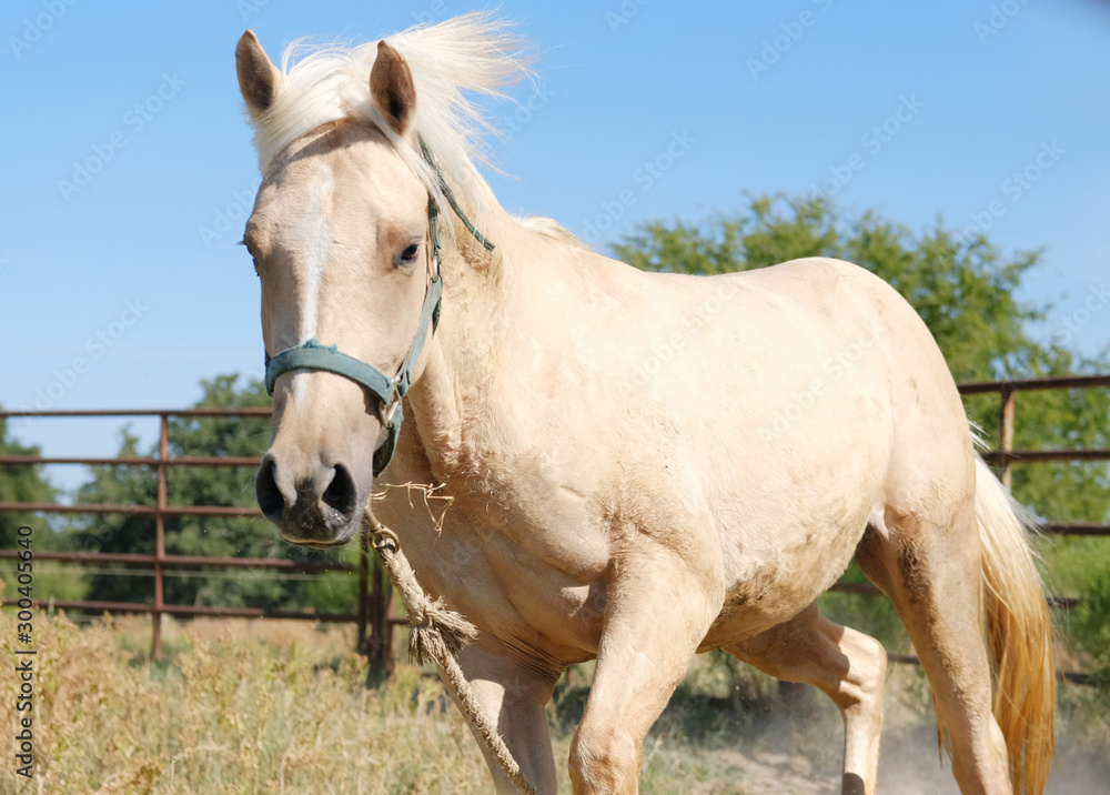 Palomino filly horse in halter close up.