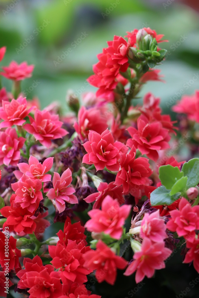 Blossomed kalanchoe flower in the summer Blossomed kalanchoe flower in the summer