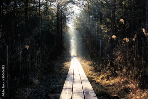 wooden road through the forest