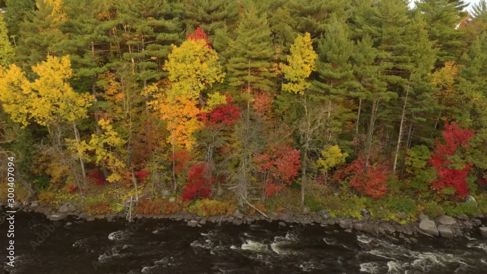 Drone rising and bending camera downwards showing fall trees and river Drone rising and bending camera downwards showing fall trees and river