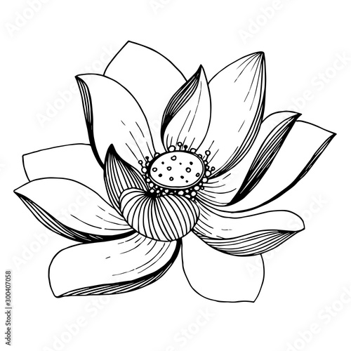 Vector Lotus floral botanical flower. Black and white engraved ink art. Isolated lotus illustration element.