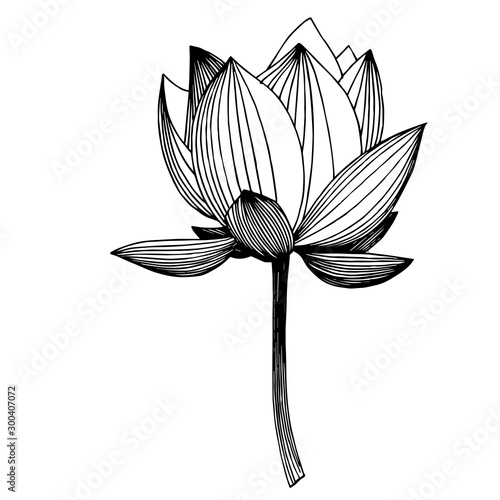 Vector Lotus floral botanical flower. Black and white engraved ink art. Isolated lotus illustration element.