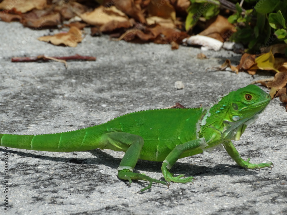 Fototapeta premium closeup of wild baby green iguana in Key West Florida #1