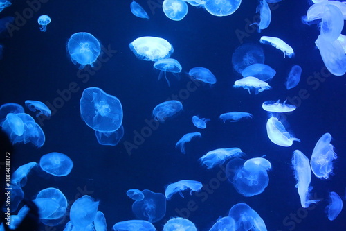Jelly Fish - Underwater tank and fish aquarium 