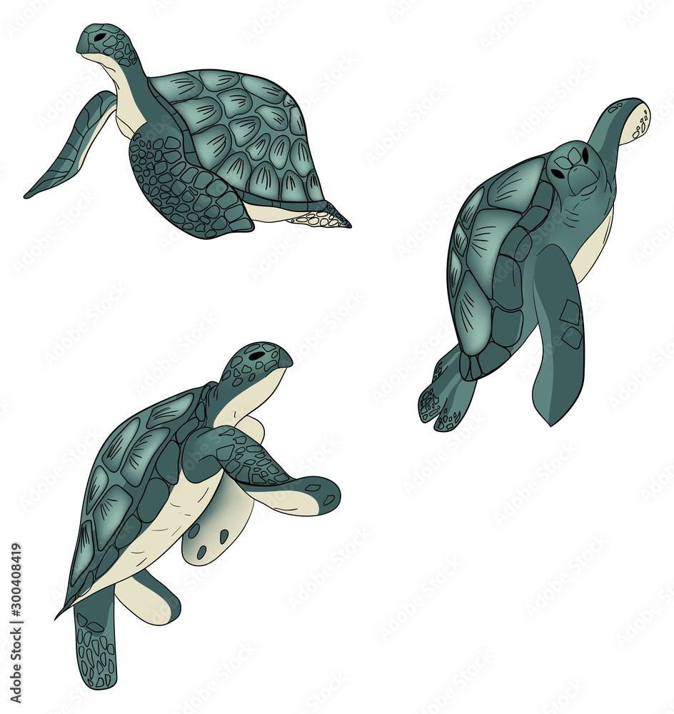Sea Turtle | All Drawing | Drawing | Pixoto