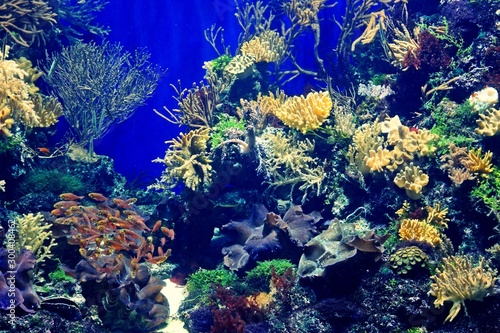 Underwater tank and fish aquarium 