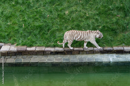 White tiger walking at the water s edge