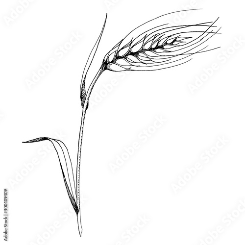 Vector ear of wheat. Black and white engraved ink art. Isolated spica illustration element.