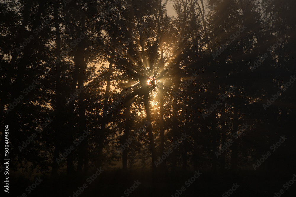 Beautiful sun rays in the morning forest Beautiful sun rays in the morning forest