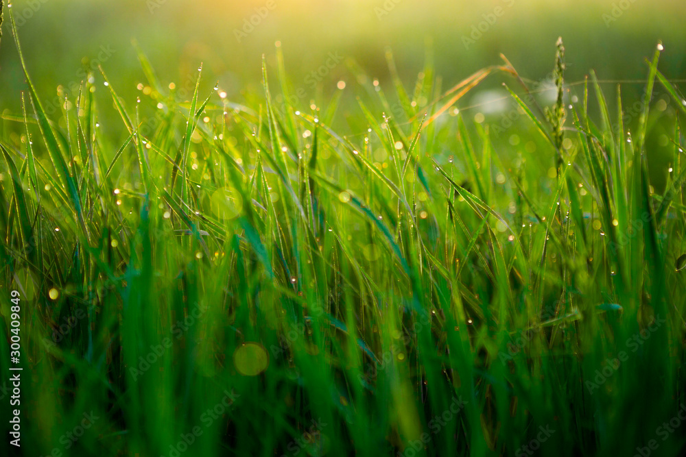 Close up of fresh thick grass with water drops Close up of fresh thick grass with water drops