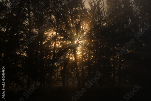 Beautiful sun rays in the morning forest