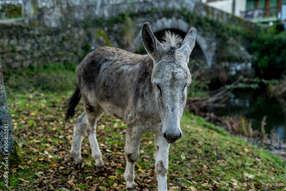 A grey donkey grazing in the countryside