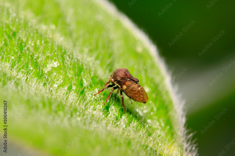 Fototapeta premium Membracidae insects