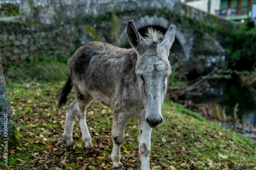 A grey donkey grazing in the countryside © Ivan Castro