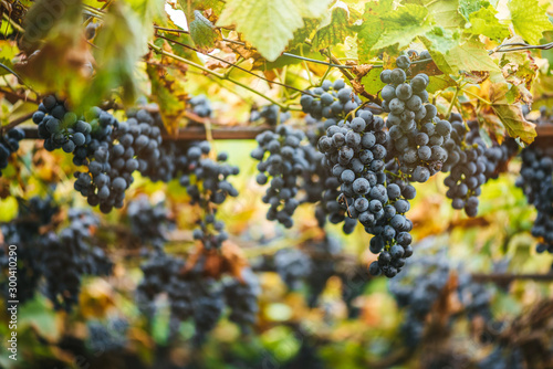 Vineyards at sunset in autumn harvest. Ripe grapes in fall. 