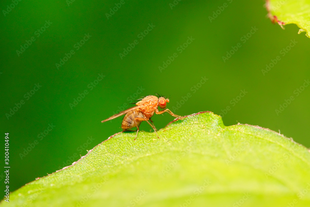 Fototapeta premium trypetid on plant