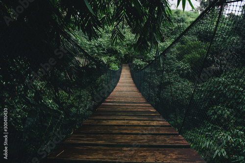 Wooden suspended bridge in a forest