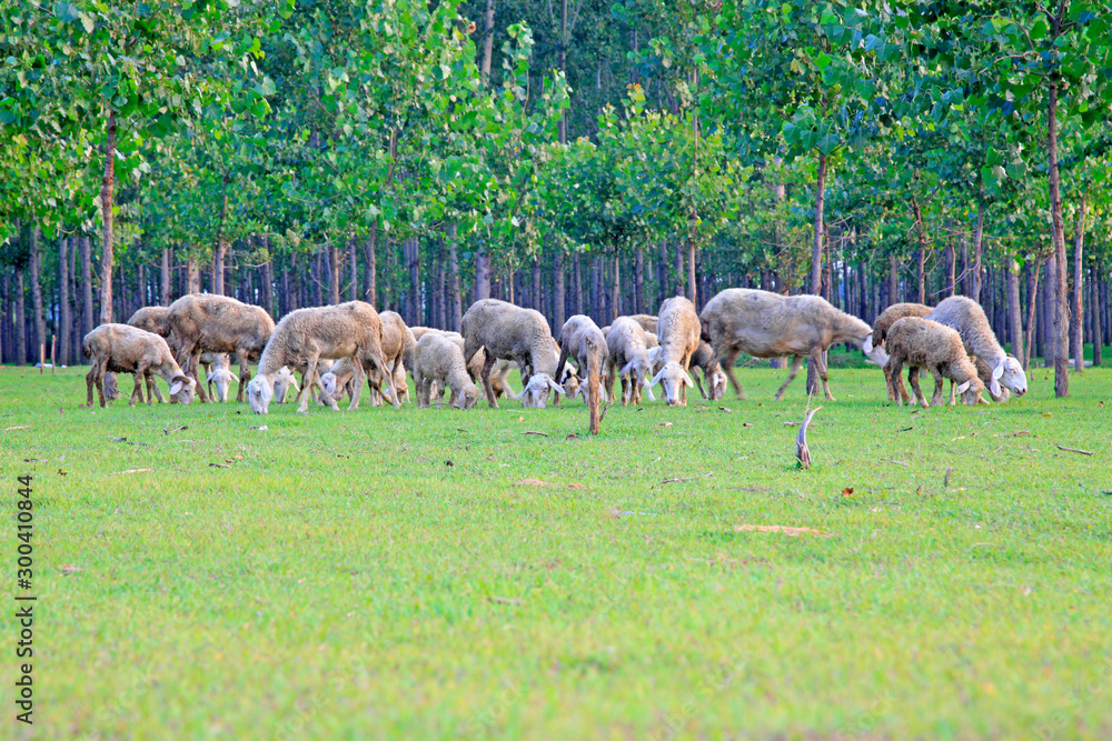 sheep in the forest
