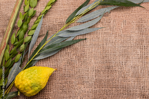 Fotografie Horizontal composition of Sukkot festival symbols: palm, willow, myrtle, etrog