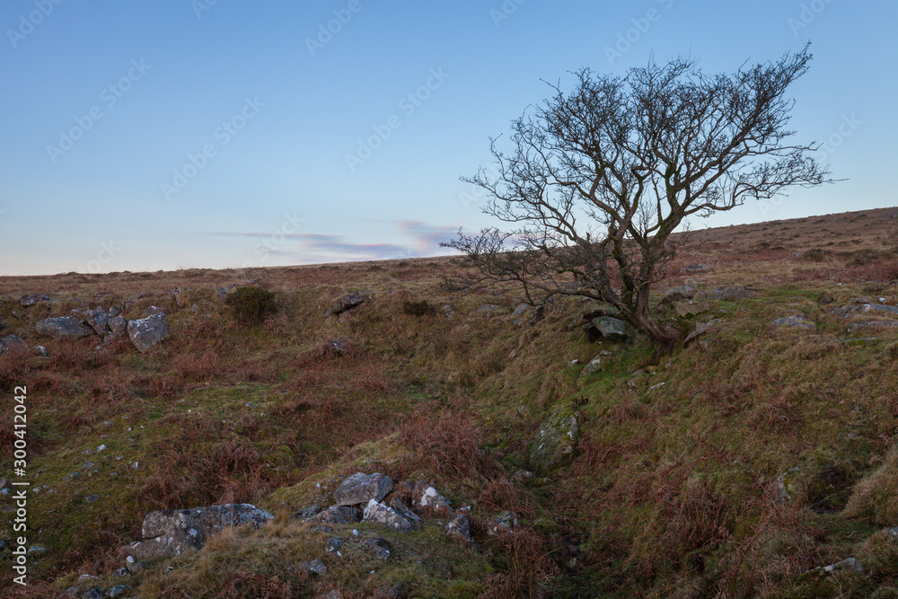 Windswept hawthorn tree on Staple Tor, Dartmoor National Park with blue sky and copy space Windswept hawthorn tree on Staple Tor, Dartmoor National Park with blue sky and copy space
