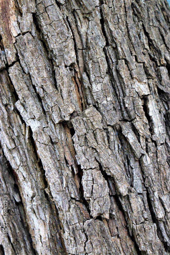 Tree bark Tree bark