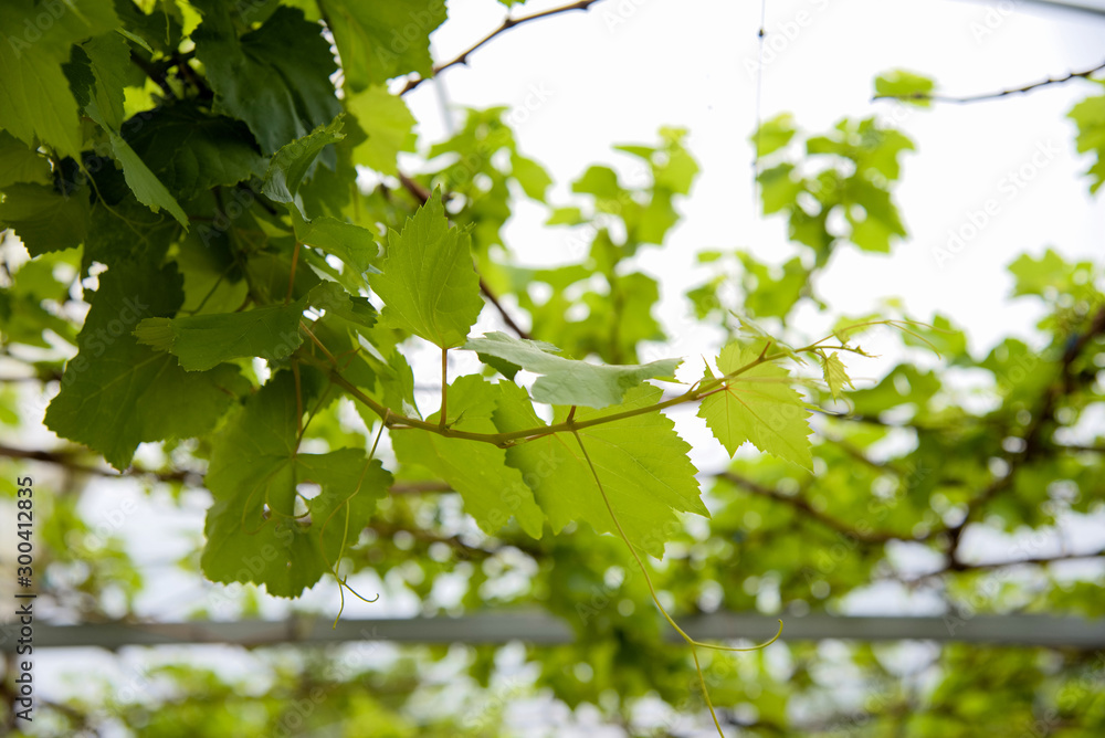 Grape leaves Grape leaves