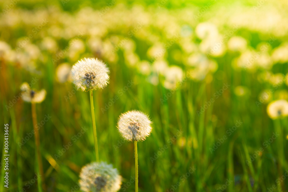 Meadow Of Dandelions to Make Dandelion Wine. Meadow Of Dandelions to Make Dandelion Wine.