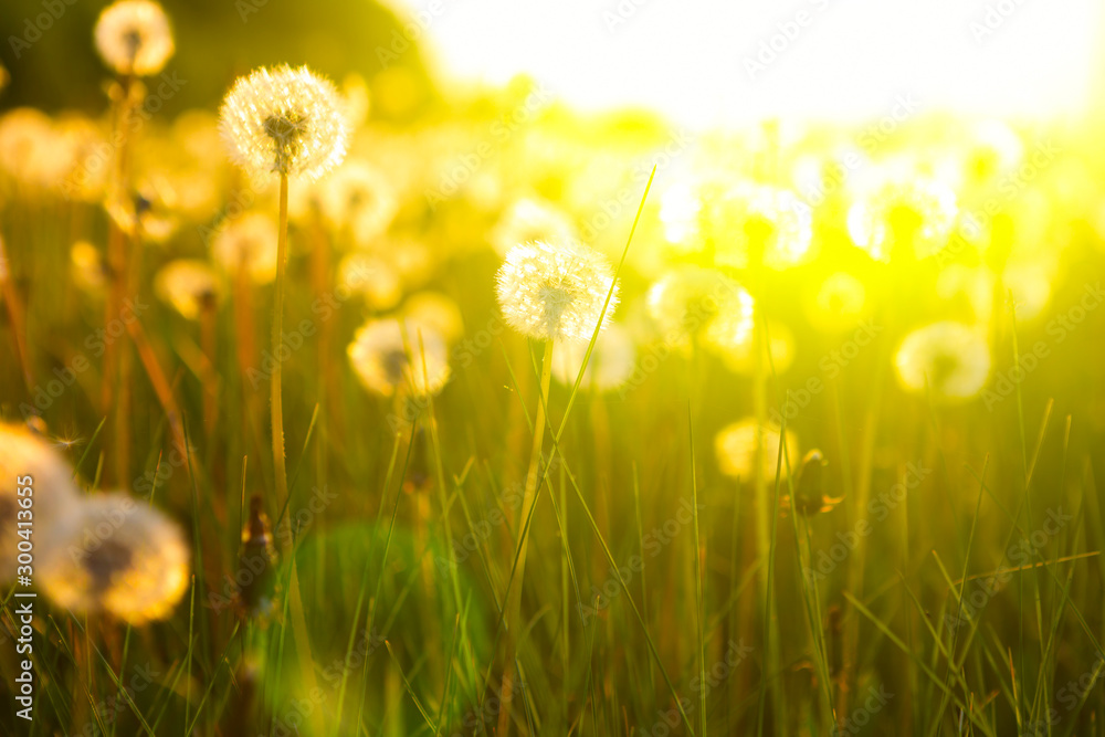 Meadow Of Dandelions to Make Dandelion Wine. Meadow Of Dandelions to Make Dandelion Wine.