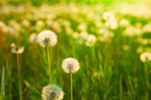 Meadow Of Dandelions to Make Dandelion Wine.