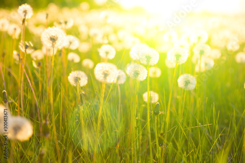 Green summer meadow with dandelions at sunset. Nature background