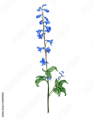 larkspur flower, drawing by colored pencils photo