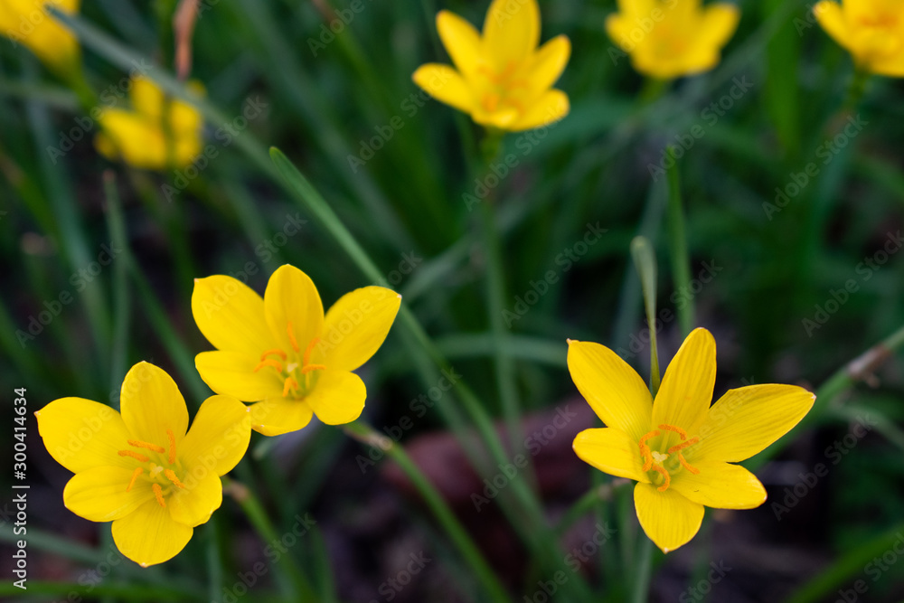 Yellow flowers that bloom in the rainy season