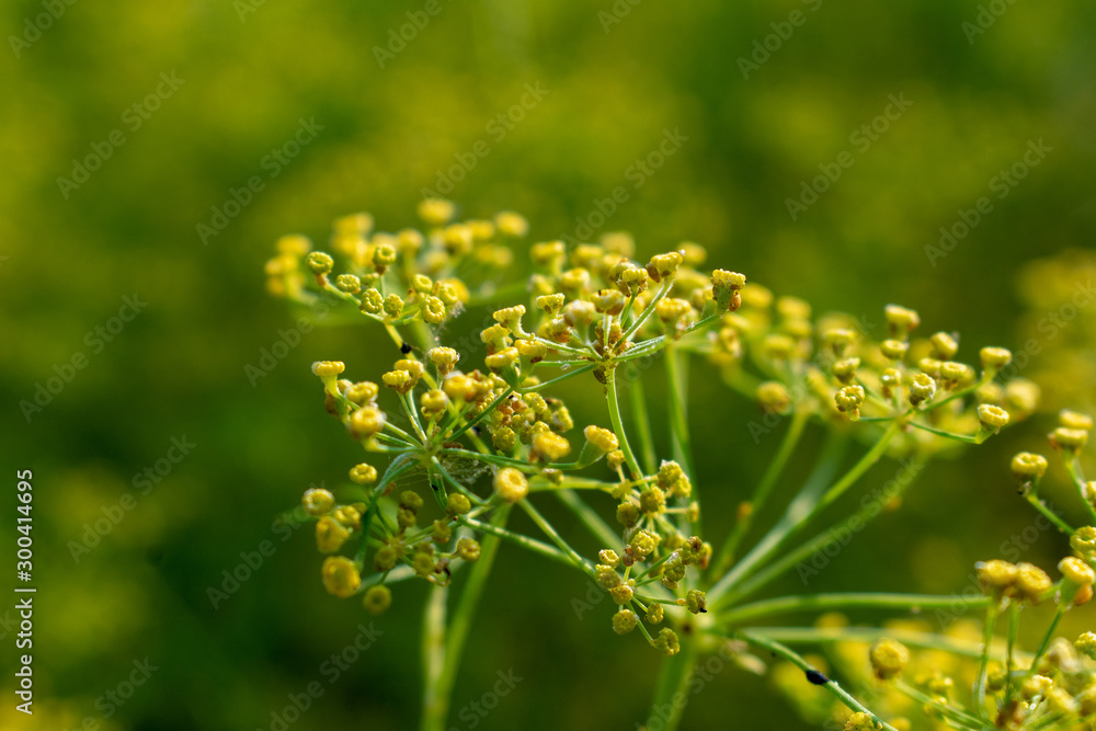 Many small insects that live on the top of the flower. Many small insects that live on the top of the flower.