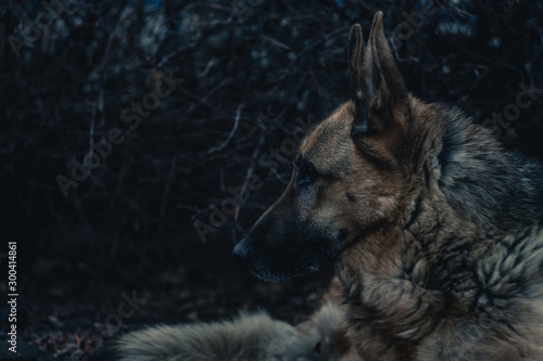Fotografie German shepherd dog portrait in dark gloomy forest