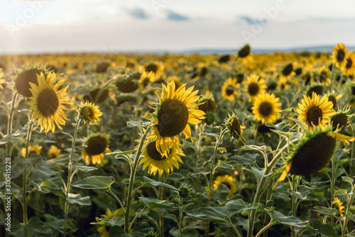 Sunflowers field in rural area of Moldova