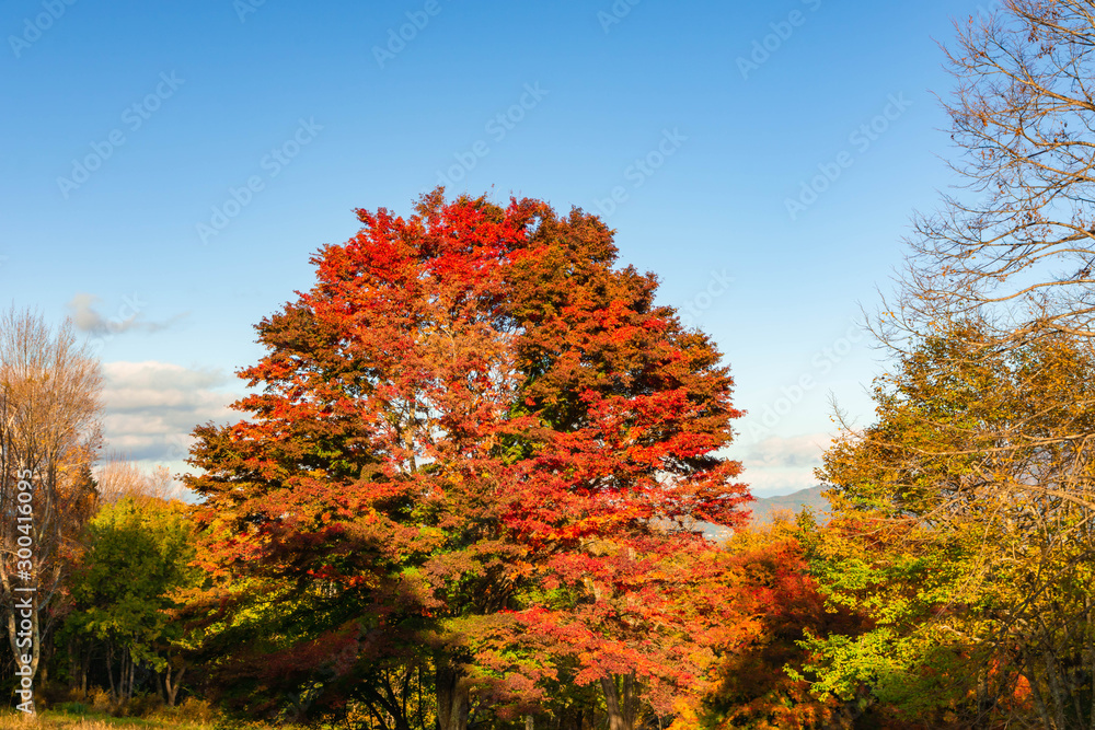 Naklejka premium 大峰高原 中カエデ