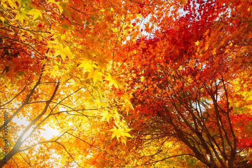 紅葉のモミジのトンネル