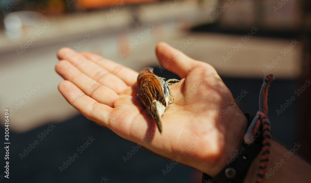 Brown sparrow in the mans hand in sunny day