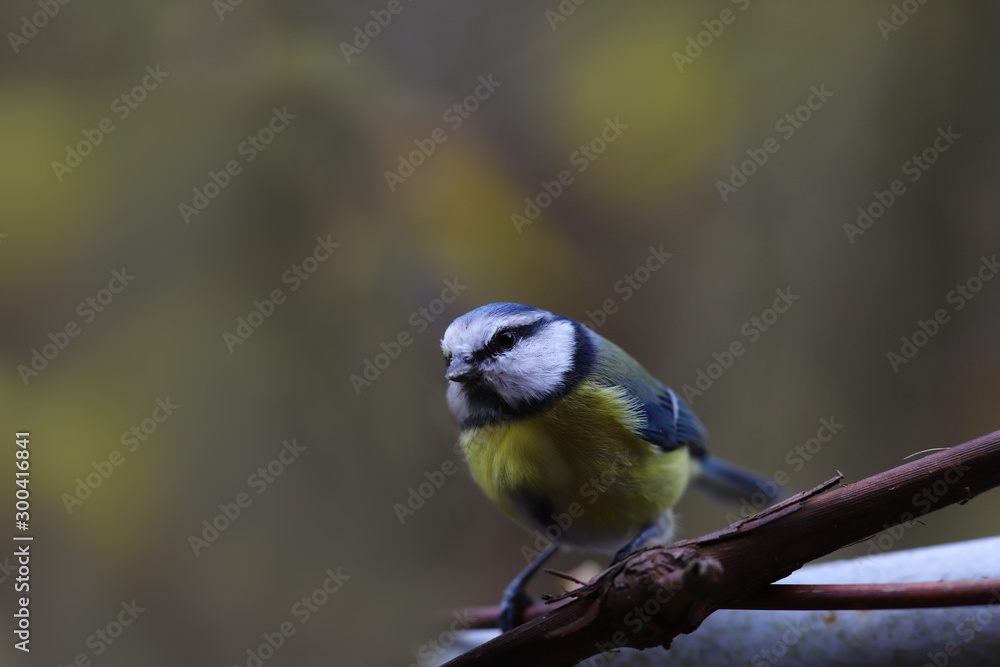 Obraz premium Little blue tit sits on the grapevine on a blurred background of indeterminate color...