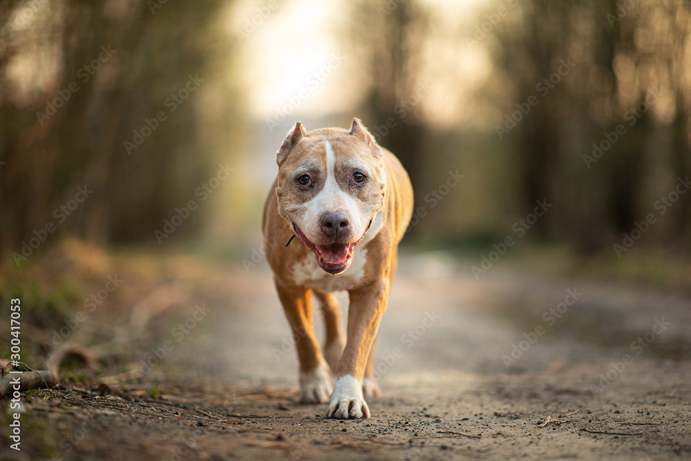 Staffordshire Bull Terrier walking on lonely road in forest