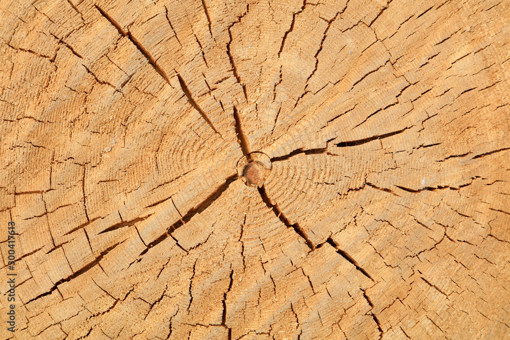 Tree rings and cracks Tree rings and cracks