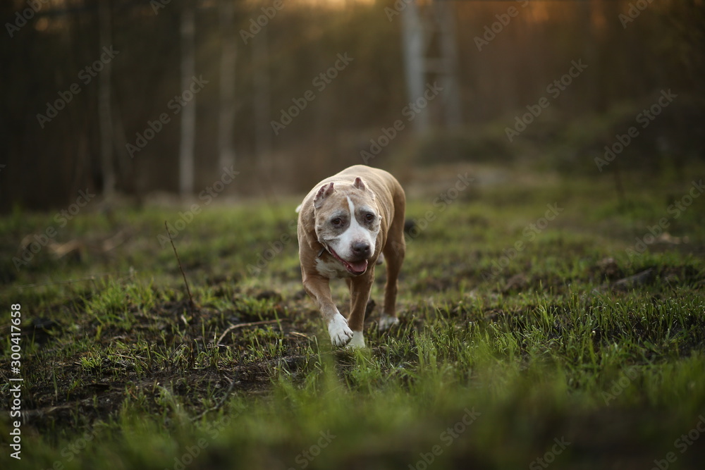 Staffordshire Bull Terrier walking on lonely road in forest Staffordshire Bull Terrier walking on lonely road in forest