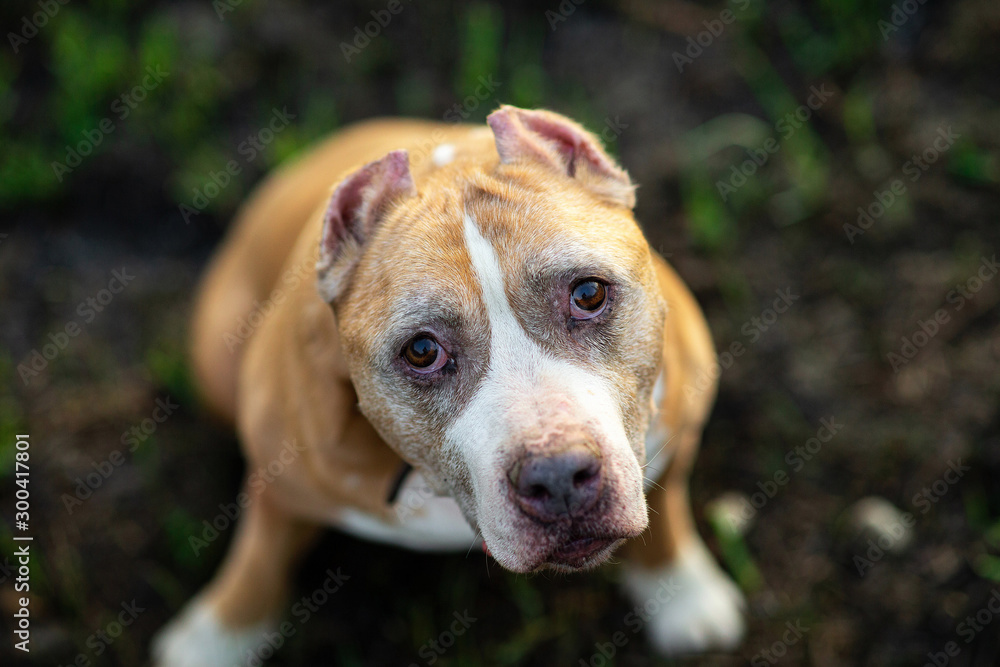 Curious Staffordshire Bull Terrier sitting on grass