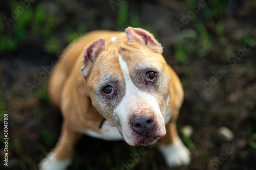 Curious Staffordshire Bull Terrier sitting on grass