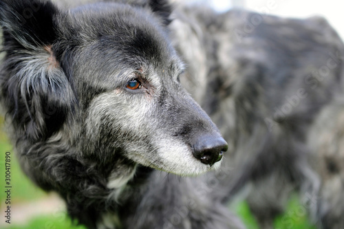 tête de chien photo