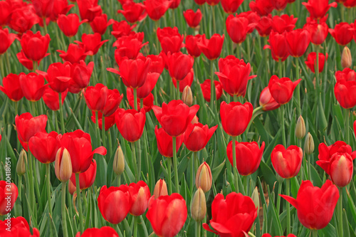 Tulips flowers in the garden © YuanGeng