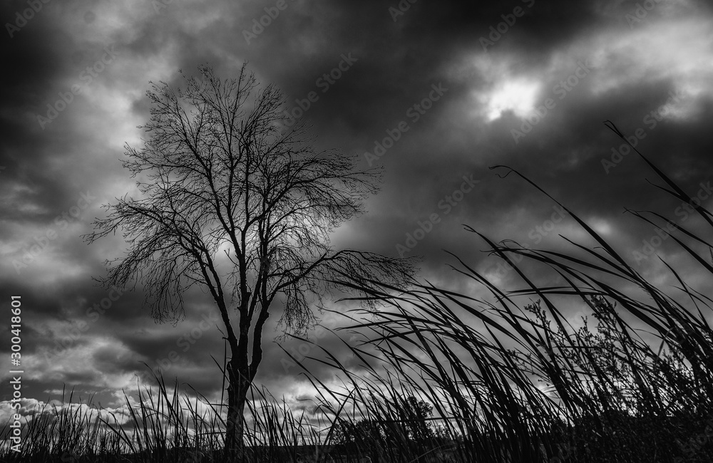 Obraz premium Imagen de invierno con un árbol a la izquierda y nubes de tormenta