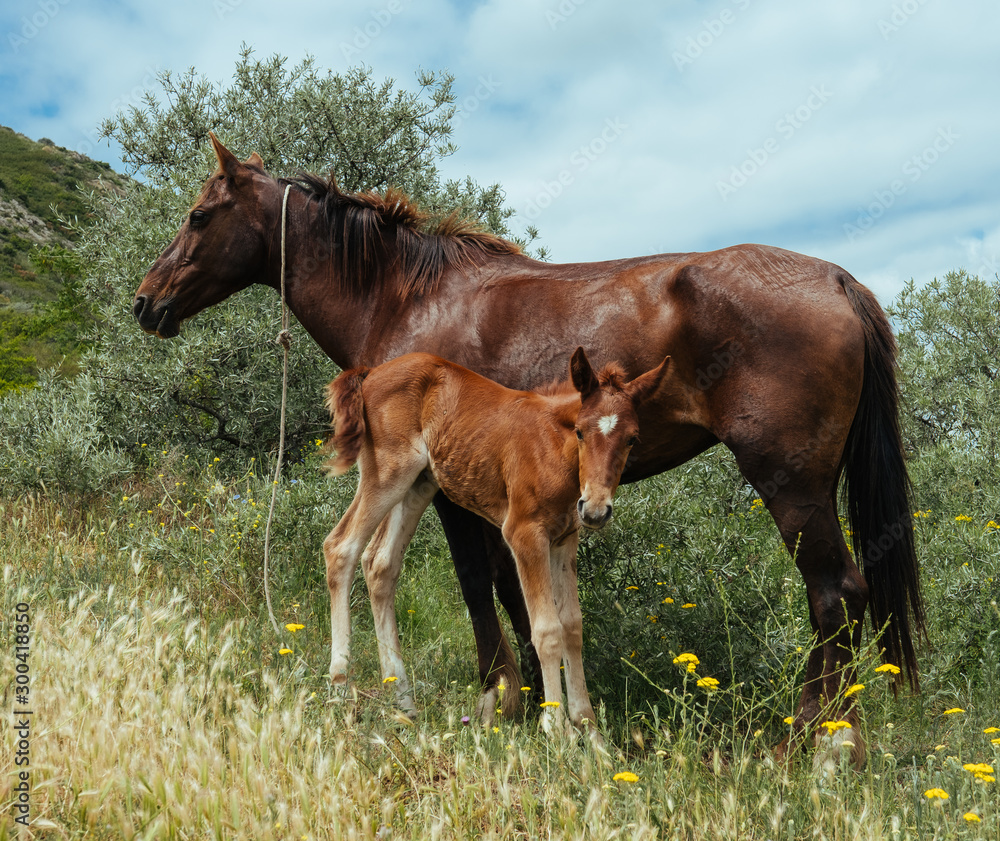 Horse and Foal on the field green in Georgia Horse and Foal on the field green in Georgia