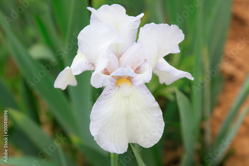 iris flowers